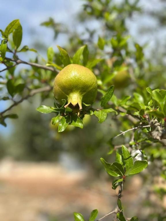 Casa Giuliveto - Charmantes Ferienhaus Mit Privatpool In Olivenhain Ostuni Eksteriør bilde